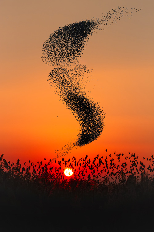 Murmuration of Starlings at sunset with a deep orange sky