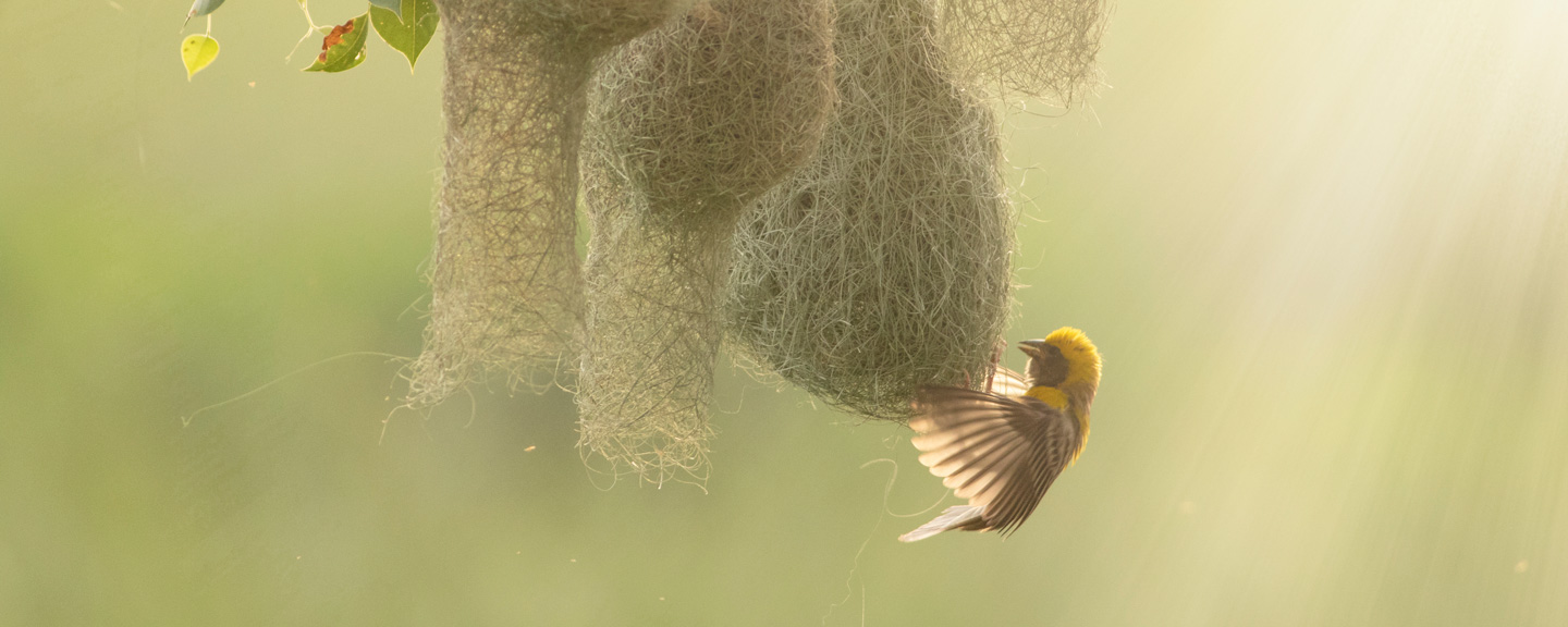 Photo of a Baya weaver (Ploceus philippinus) building its nest infused with soft, warm sunlight